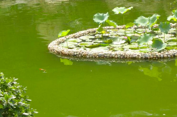 鱼池水变绿了怎么办？
